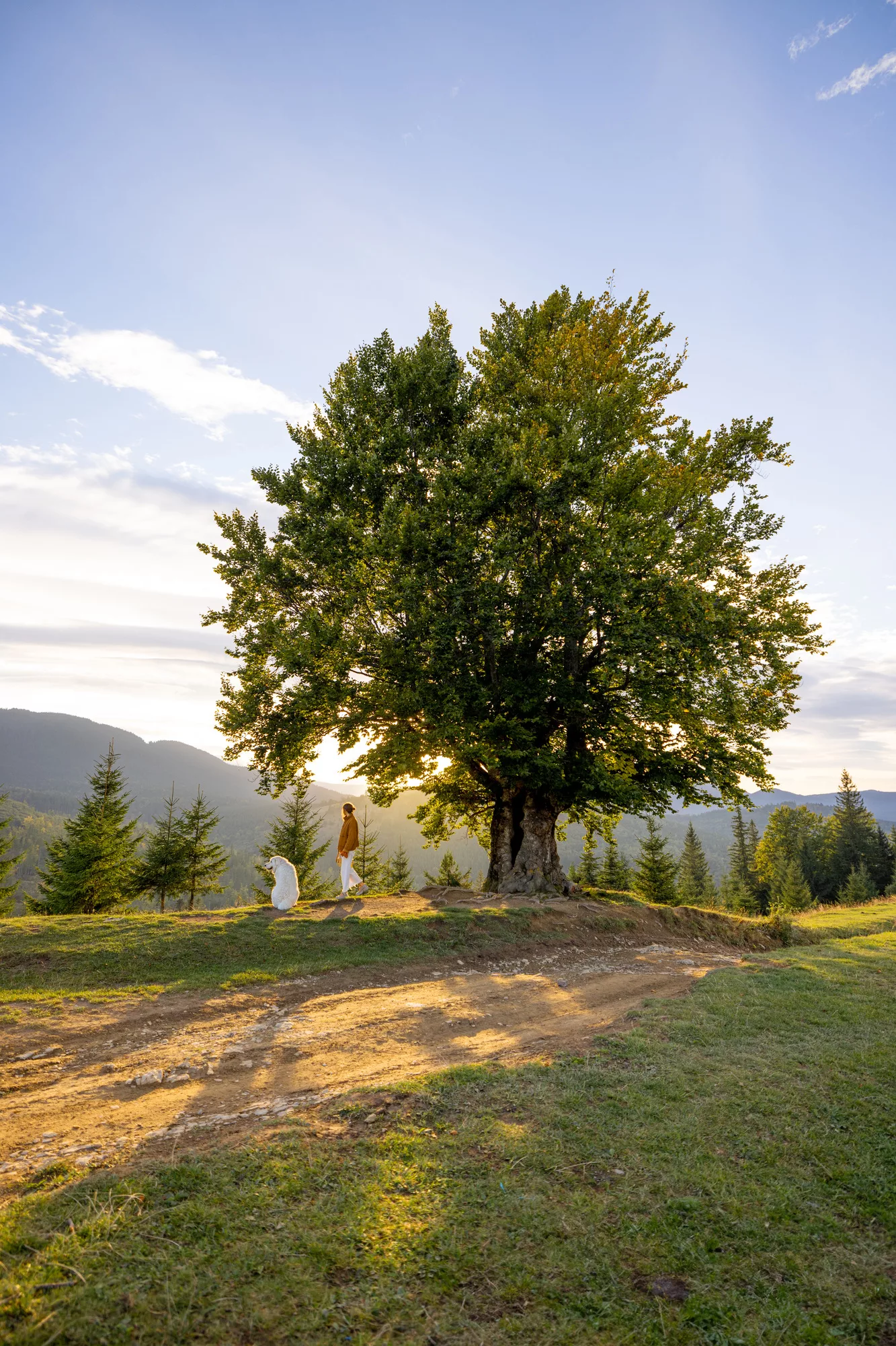 Golden Moments Under the Tree